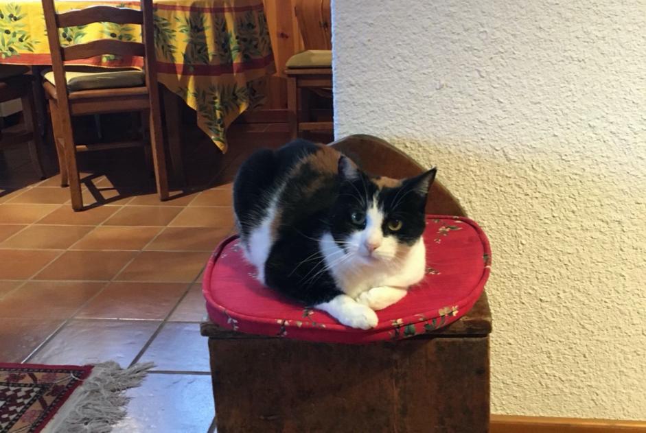 Disappearance alert Cat Female , 12 years Morges Switzerland