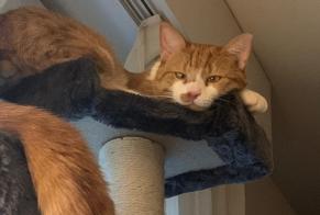Disappearance alert Cat miscegenation  Male , 4 years Lausanne Switzerland