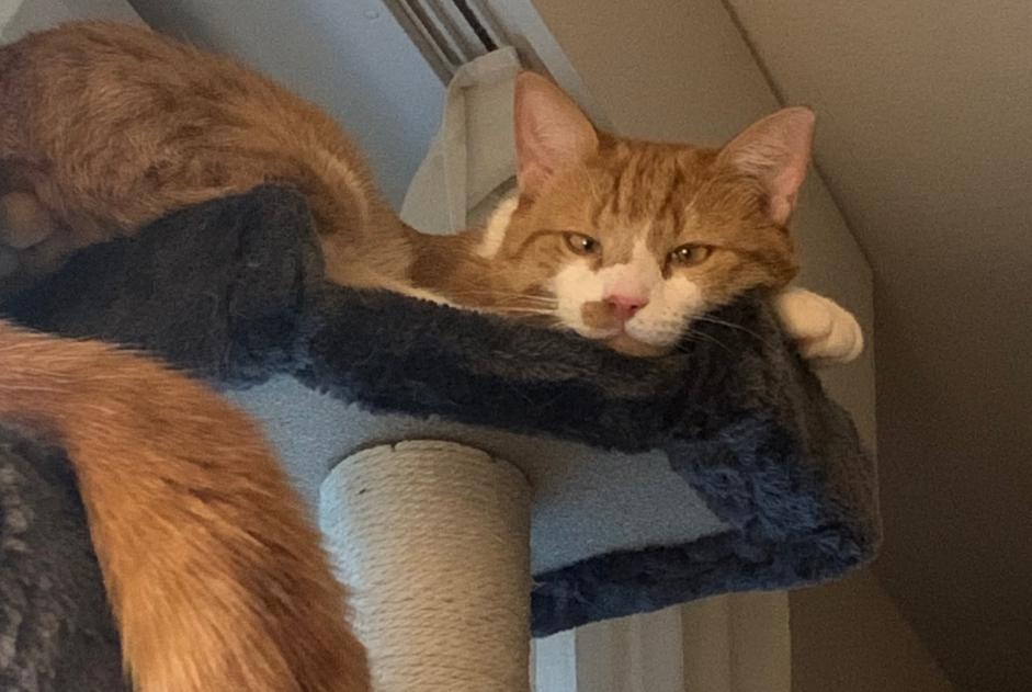 Disappearance alert Cat miscegenation  Male , 4 years Lausanne Switzerland