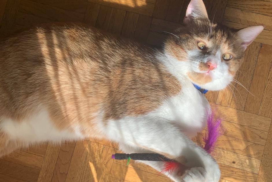 Disappearance alert Cat miscegenation  Male , 4 years Lausanne Switzerland