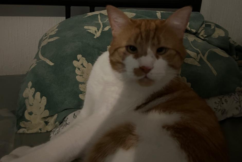 Disappearance alert Cat miscegenation  Male , 4 years Lausanne Switzerland