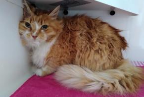 Discovery alert Cat miscegenation  Male Anderlecht Belgium