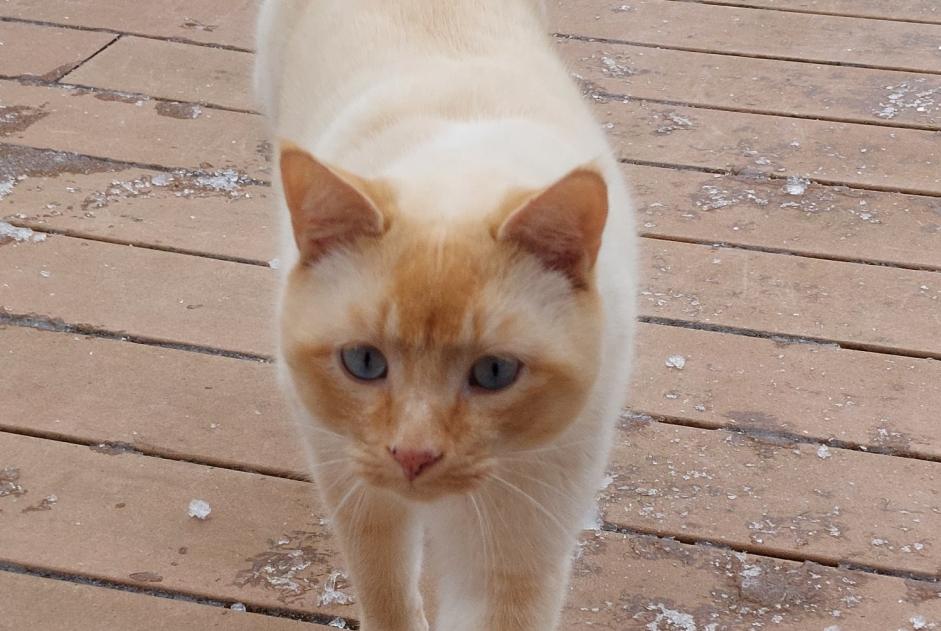Disappearance alert Cat miscegenation  Male , 3 years Puidoux Switzerland