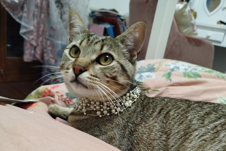 Disappearance alert Cat Male , 1 years La Tour-de-Peilz Switzerland