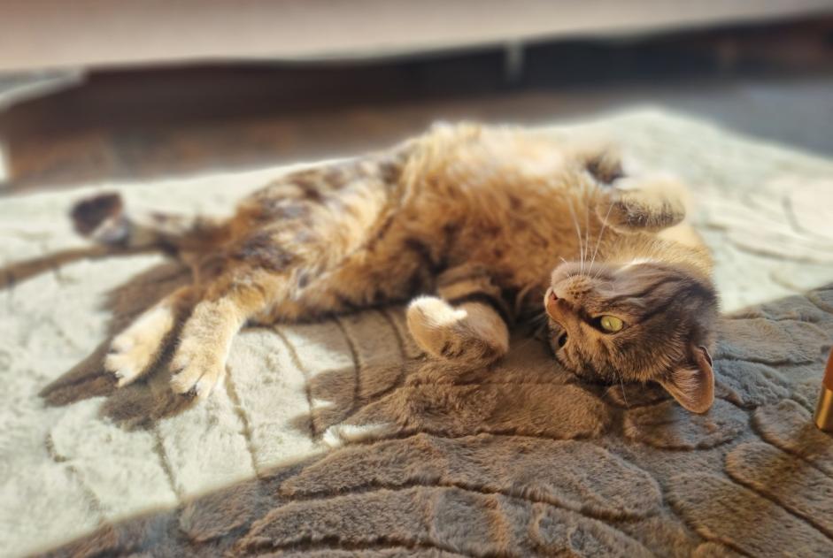 Disappearance alert Cat miscegenation  Female , 5 years Vufflens-le-Château Switzerland