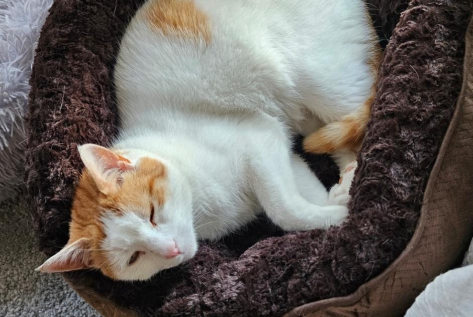 Disappearance alert Cat miscegenation  Male , 4 years Cortaillod Switzerland