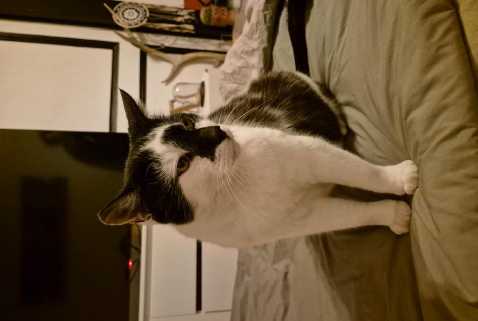 Disappearance alert Cat Male , 12 years Romainmôtier-Envy Switzerland