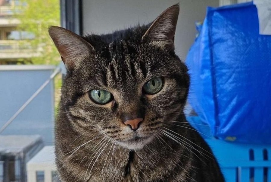 Disappearance alert Cat Female , 14 years Crissier Switzerland