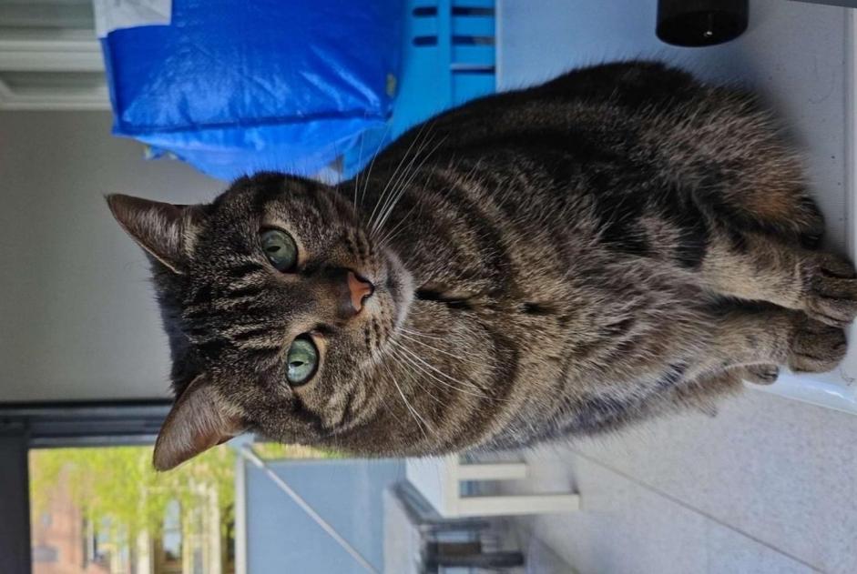 Disappearance alert Cat Female , 14 years Crissier Switzerland