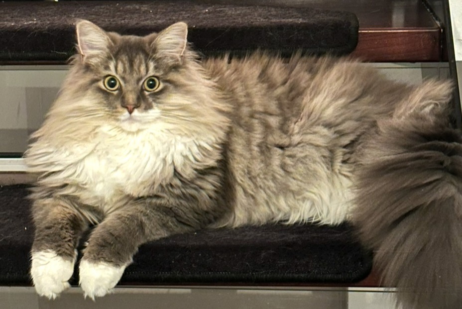 Disappearance alert Cat miscegenation  Male , 1 years La Rippe Switzerland