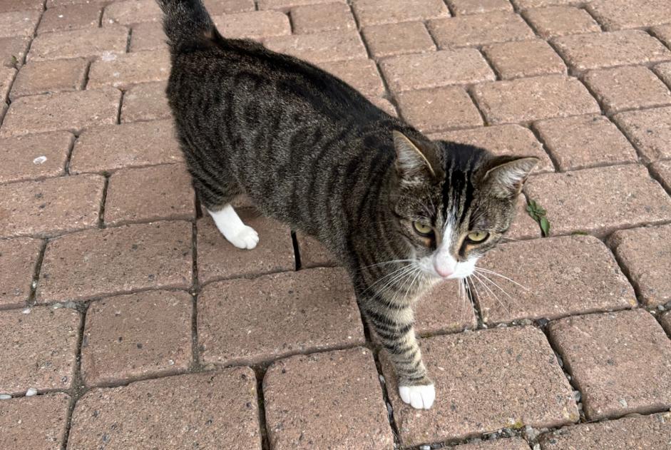 Discovery alert Cat Female Le Pâquier (FR) Switzerland