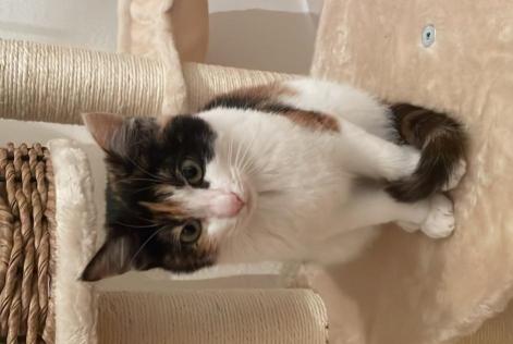 Alerta de Desaparición Gato cruce  Hembra , 1 años Crans-Montana Suiza