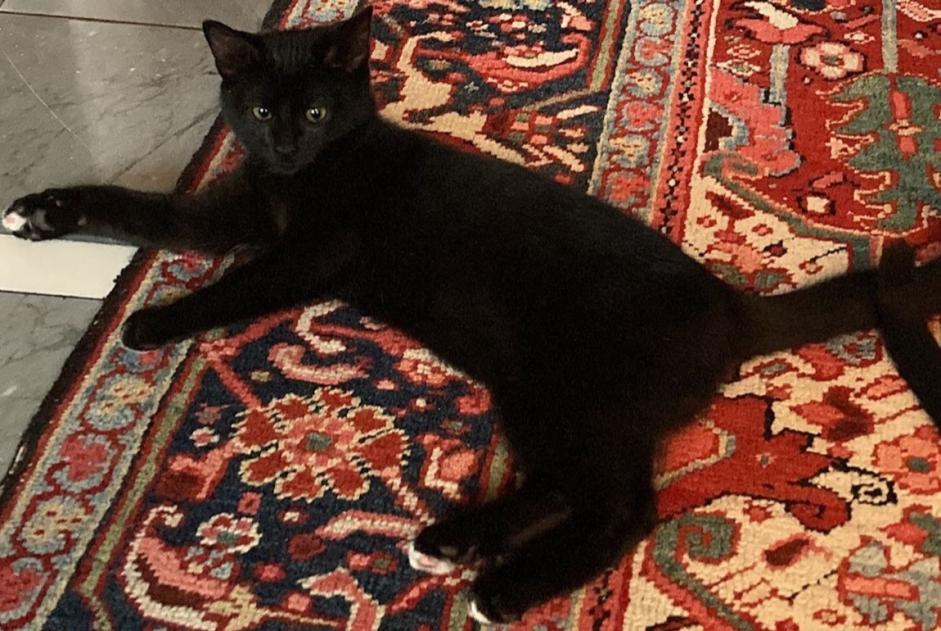 Alerta de Desaparición Gato cruce  Macho , 1 años La Grande Béroche Suiza