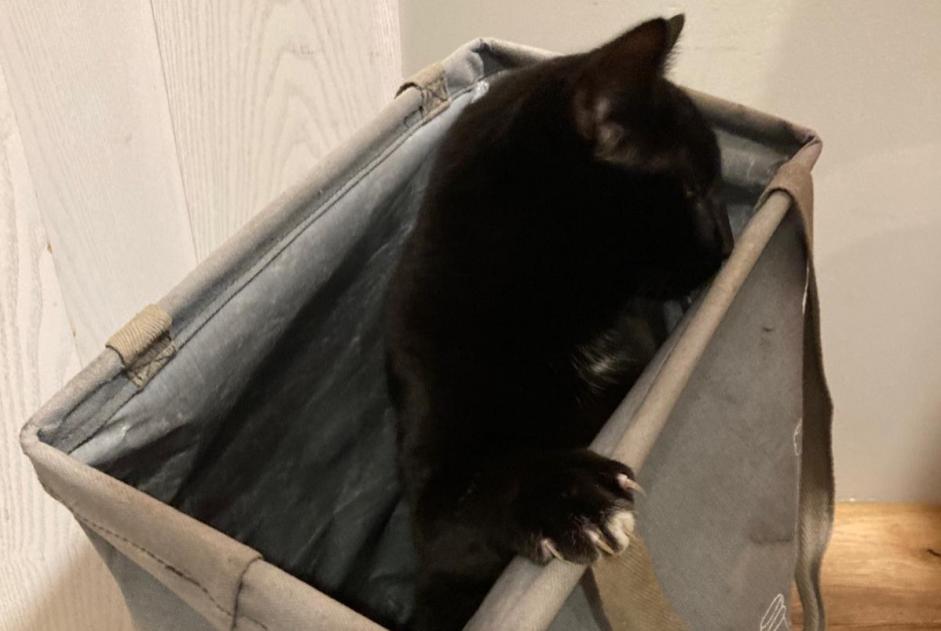 Alerta de Desaparición Gato cruce  Macho , 1 años La Grande Béroche Suiza