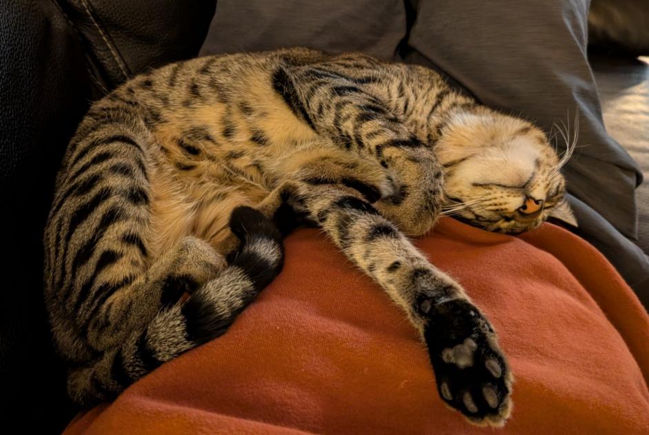 Alerta de Desaparición Gato  Macho , 2 años Niouc Suiza