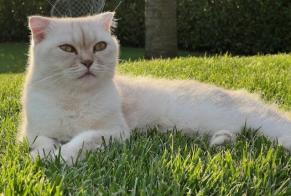 Alerta de Desaparición Gato  Macho , 6 años Prangins Suiza