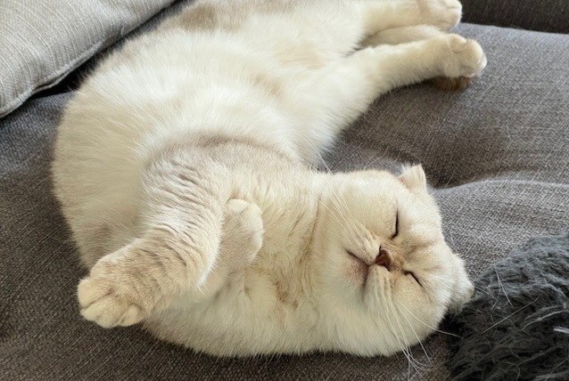 Alerta de Desaparición Gato  Macho , 6 años Prangins Suiza