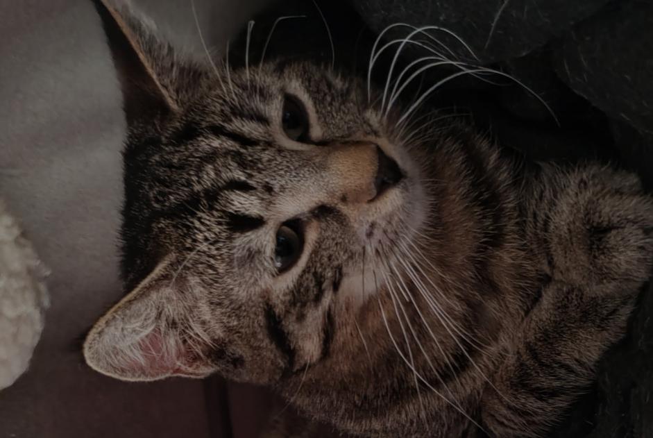 Alerta de Desaparición Gato cruce  Macho , 1 años Val-d'Illiez Suiza