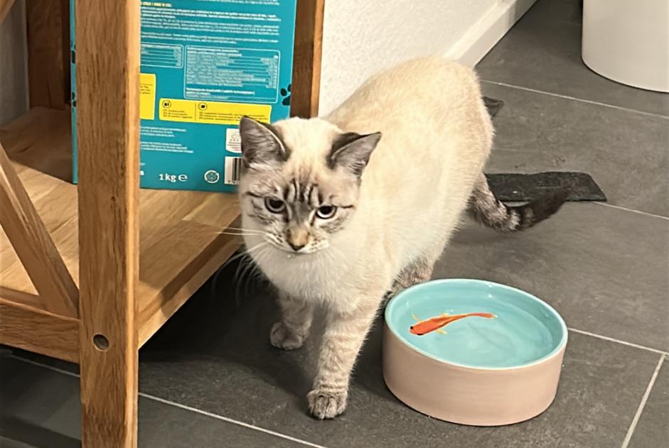 Alerta de Desaparición Gato cruce  Hembra , 1 años Vétroz Suiza