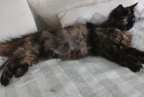 Alerta de Desaparición Gato cruce  Hembra , 0 años Noble-Contrée Suiza