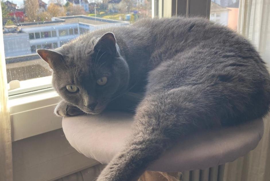 Alerta de Desaparición Gato  Hembra , 13 años Neuchâtel Suiza