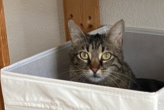Alerta de Desaparición Gato Hembra , 4 años Crissier Suiza