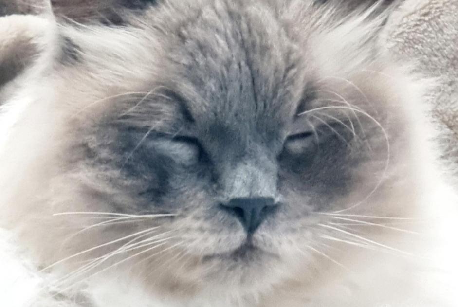 Alerta de Desaparición Gato  Macho , 5 años Froideville Suiza