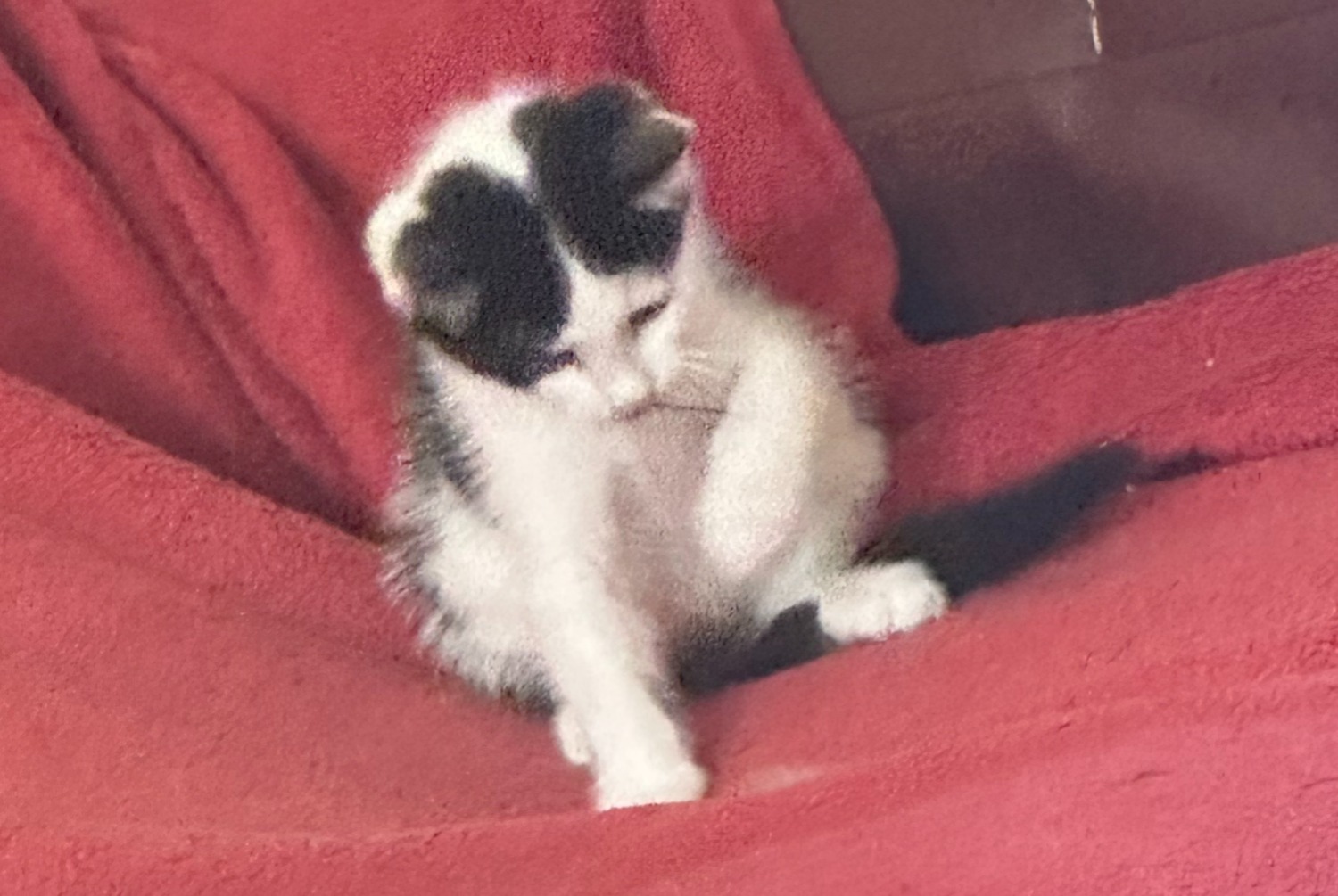 Alerta de Desaparición Gato Macho , 1 años Le Grand-Saconnex Suiza