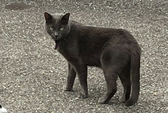 Alerta de Desaparición Gato Macho , 1 años Mies Suiza