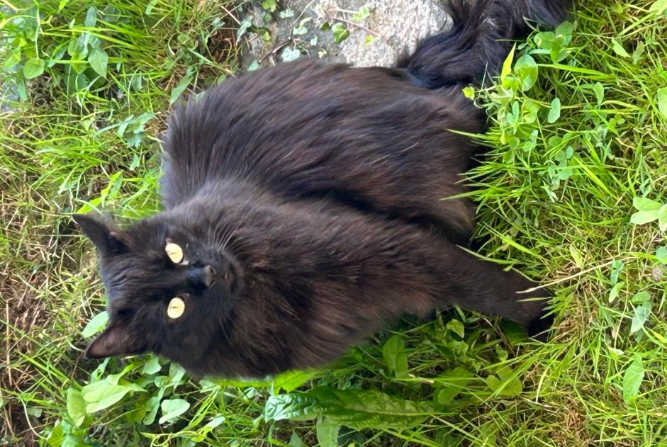 Alerta de Hallazgo Gato Desconocido , 5 años Pully Suiza