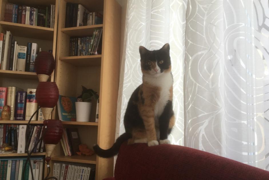 Alerte Disparition Chat Femelle , 9 ans Courchavon Suisse