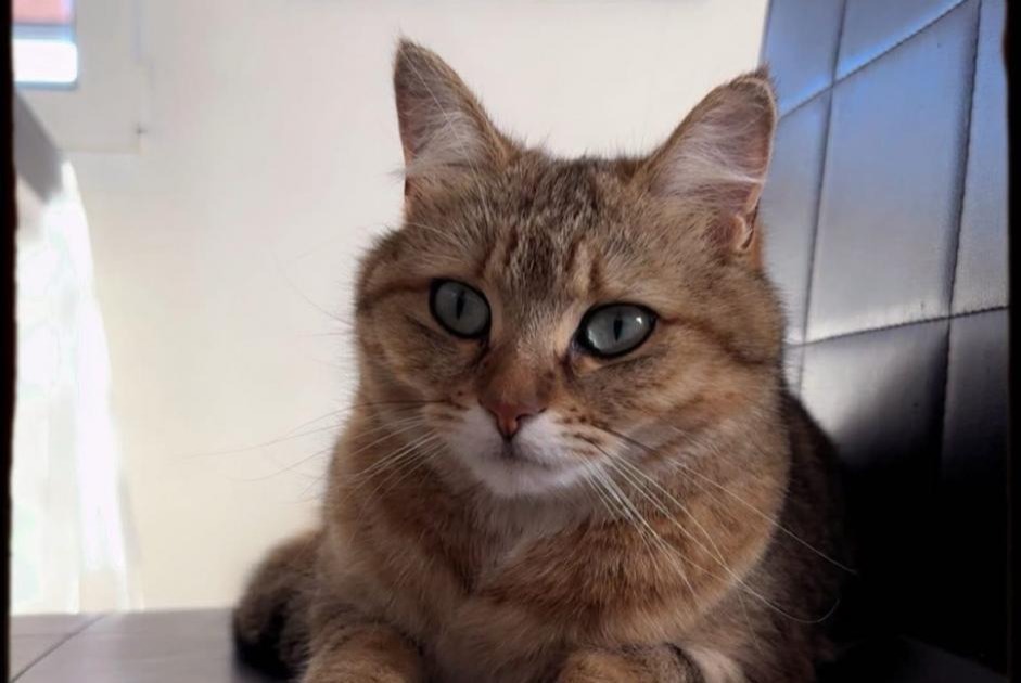Alerte Disparition Chat Femelle , 2 ans Grandcour Suisse