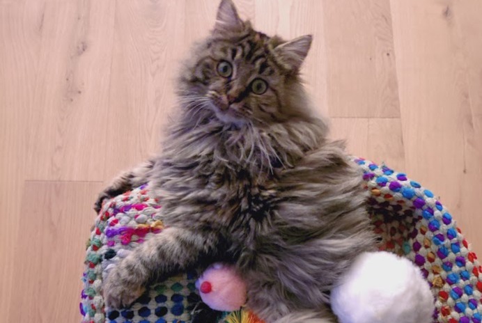 Alerte Disparition Chat Femelle , 1 ans Areuse Suisse
