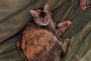Alerte Disparition Chat croisement  Femelle , 11 ans Lovatens Suisse