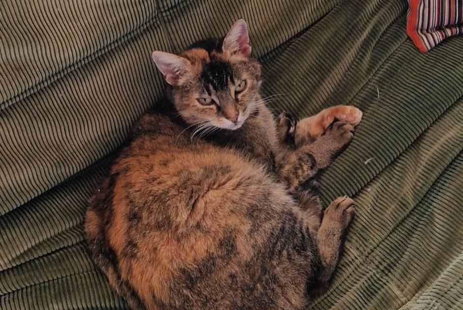 Alerte Disparition Chat croisement  Femelle , 11 ans Lovatens Suisse
