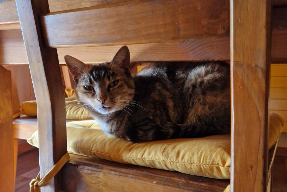 Alerte Disparition Chat croisement  Femelle , 11 ans Lovatens Suisse