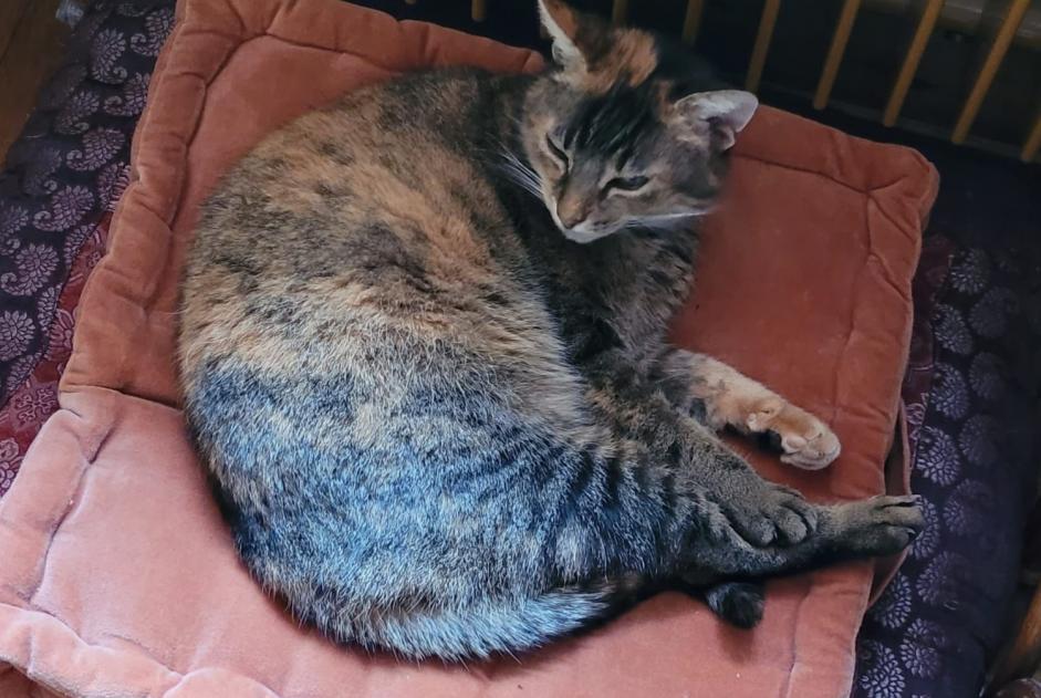 Alerte Disparition Chat croisement  Femelle , 11 ans Lovatens Suisse
