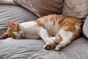 Alerte Disparition Chat croisement  Mâle , 5 ans Val-de-Ruz Suisse