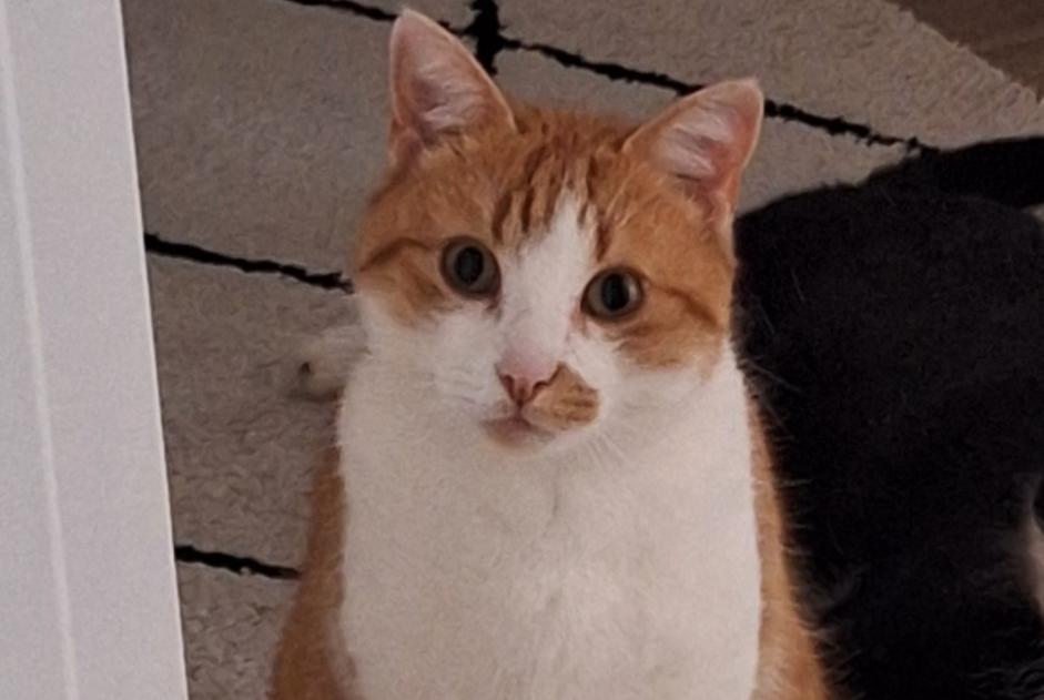Alerte Disparition Chat croisement  Mâle , 5 ans Val-de-Ruz Suisse