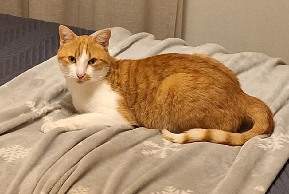 Alerte Disparition Chat croisement  Mâle , 5 ans Val-de-Ruz Suisse