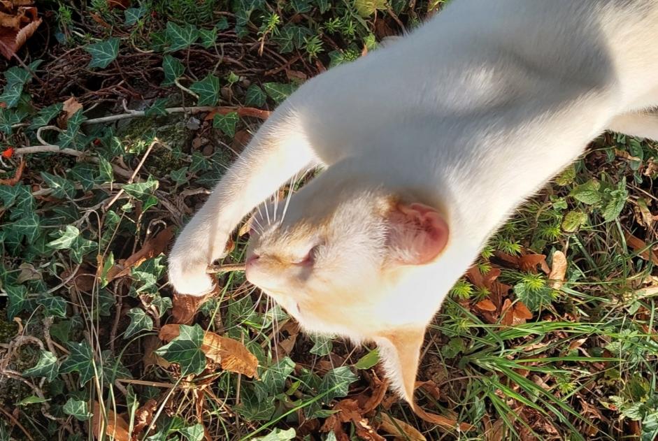 Alerte Disparition Chat croisement  Mâle , 3 ans Puidoux Suisse