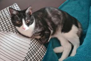 Alerte Disparition Chat Mâle , 2 ans Estavayer Suisse