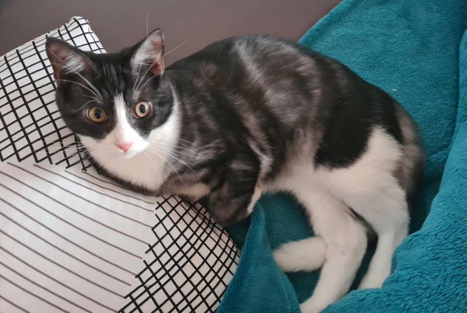 Alerte Disparition Chat Mâle , 2 ans Estavayer Suisse
