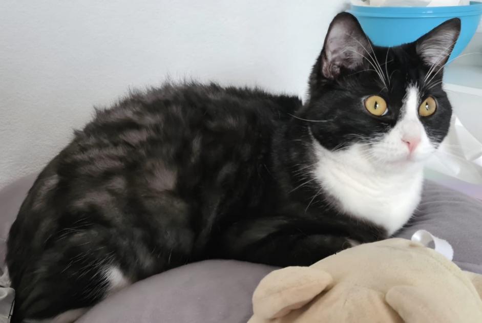 Alerte Disparition Chat Mâle , 2 ans Estavayer Suisse