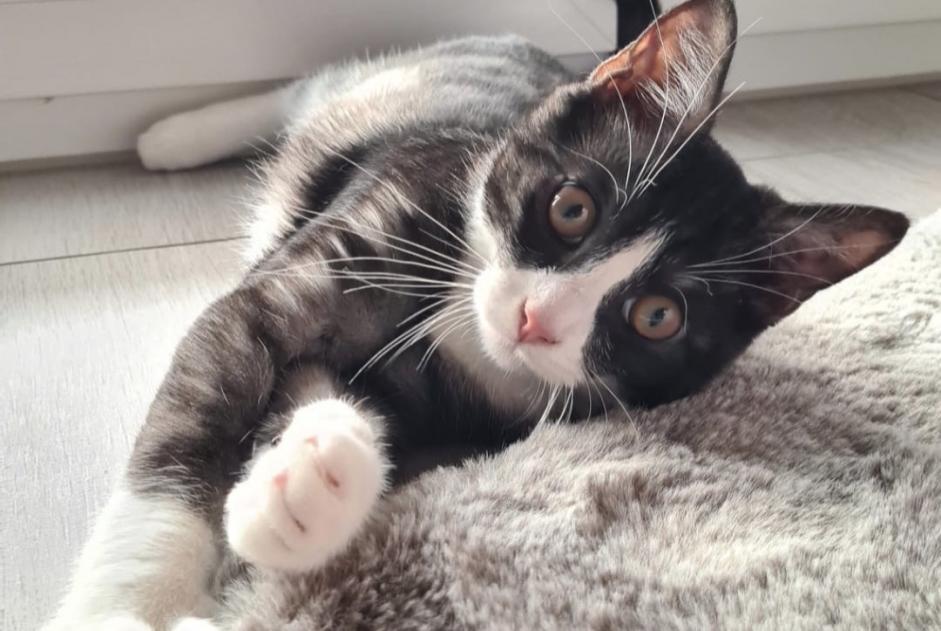 Alerte Disparition Chat Mâle , 2 ans Estavayer Suisse