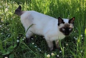 Alerte Disparition Chat  Mâle , 1 ans Saubraz Suisse