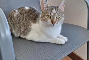 Alerte Découverte Chat Inconnu Morges Suisse