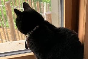 Alerte Disparition Chat  Mâle , 10 ans Lausanne Suisse