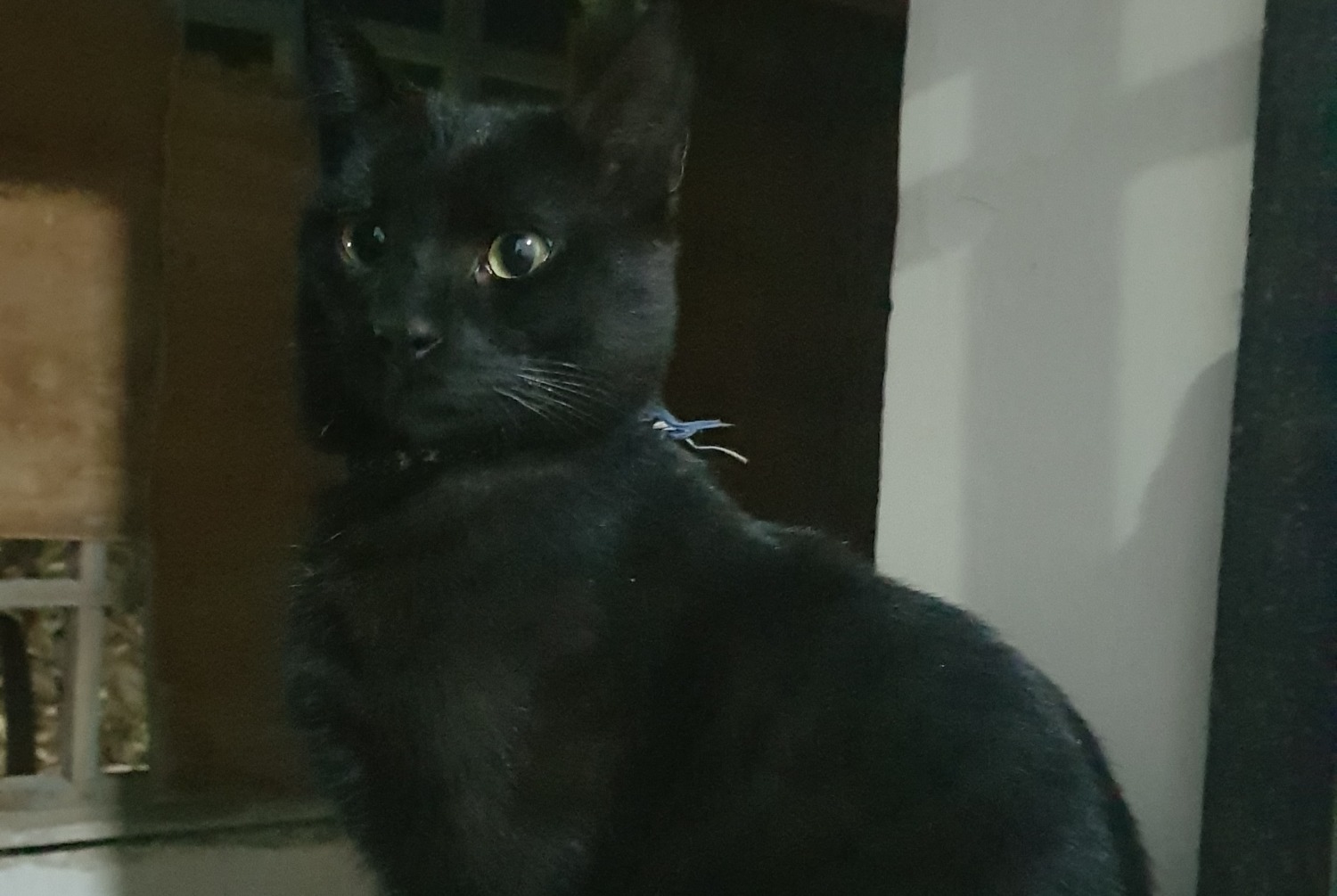 Alerte Disparition Chat Mâle , 4 ans Grandson Suisse