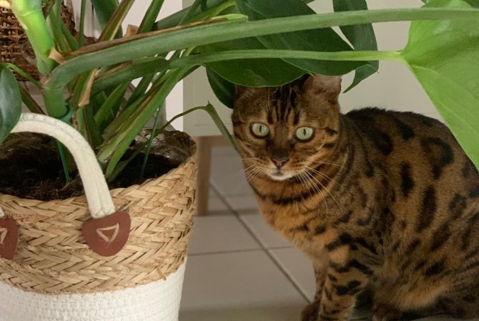 Alerte Disparition Chat  Mâle , 10 ans Epalinges Suisse